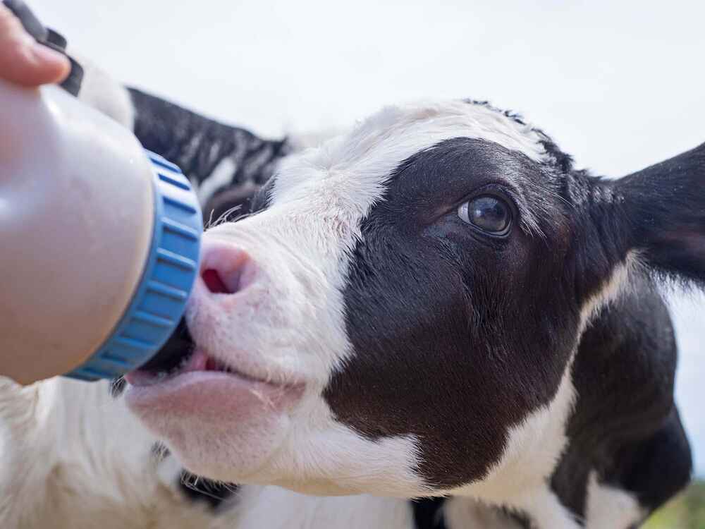 Sữa non: Phát hiện mới về nguồn thức ăn quan trọng của bê