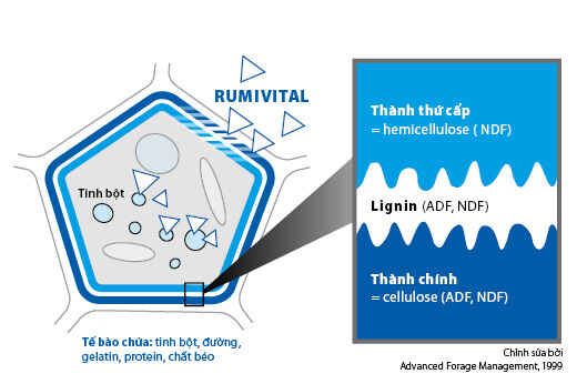 RUMIVITAL