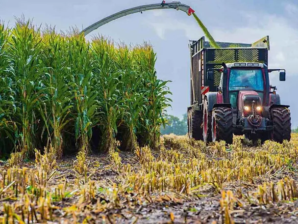 Maissilage