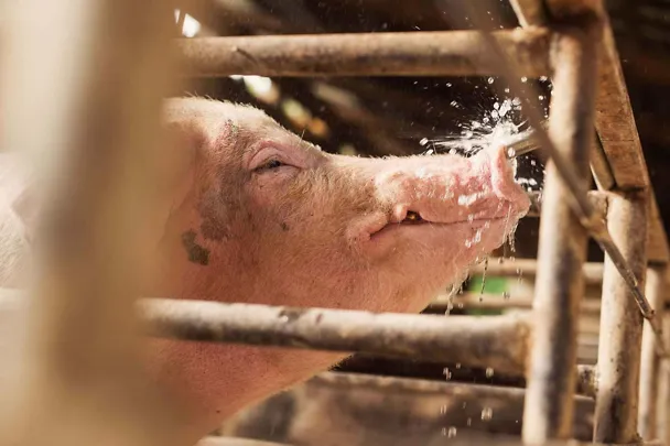 Schwein mit Wasser