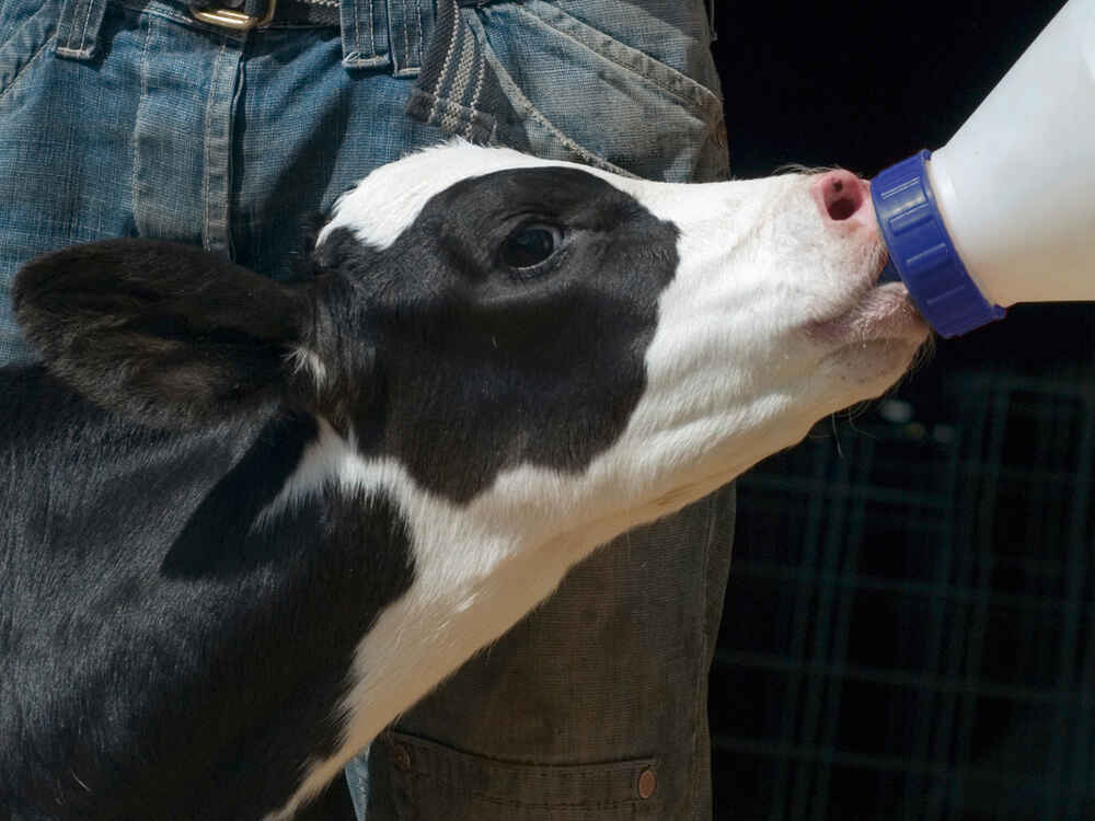 Sữa non đảm bảo thành công ban đầu chăn nuôi bê