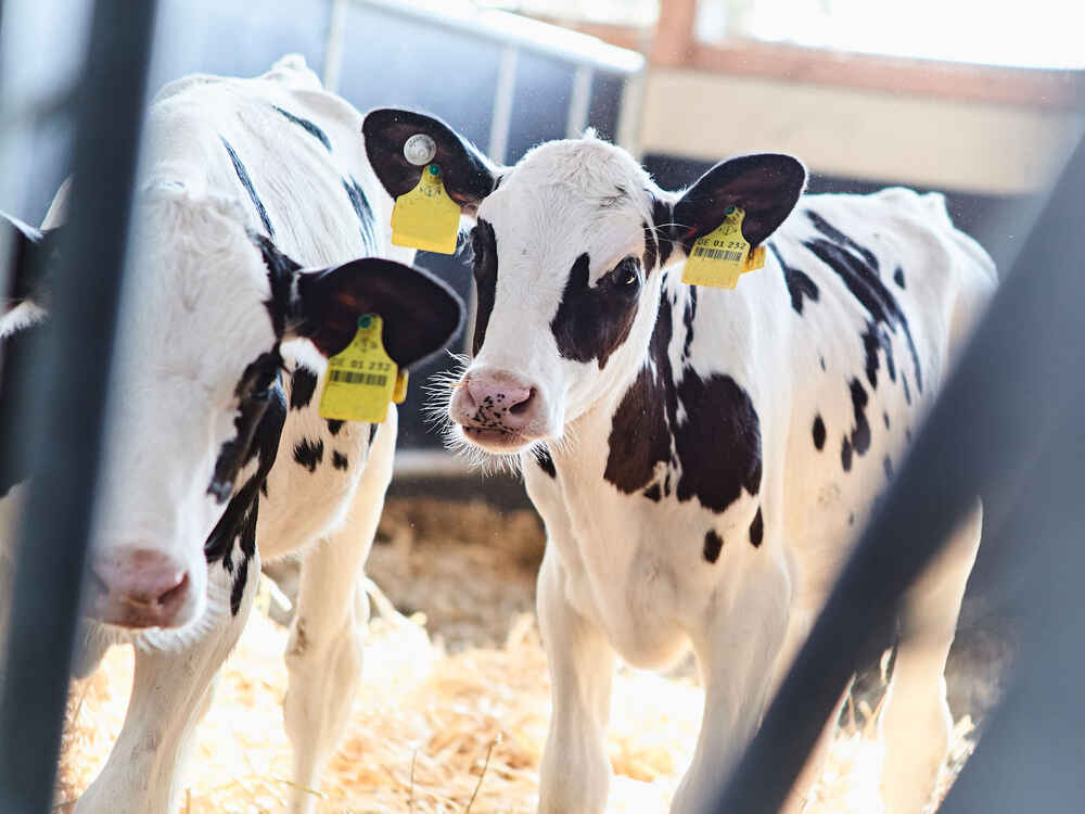 Lịch trình cho bú sữa – chiến lược đúng đắn cho mọi trang trại