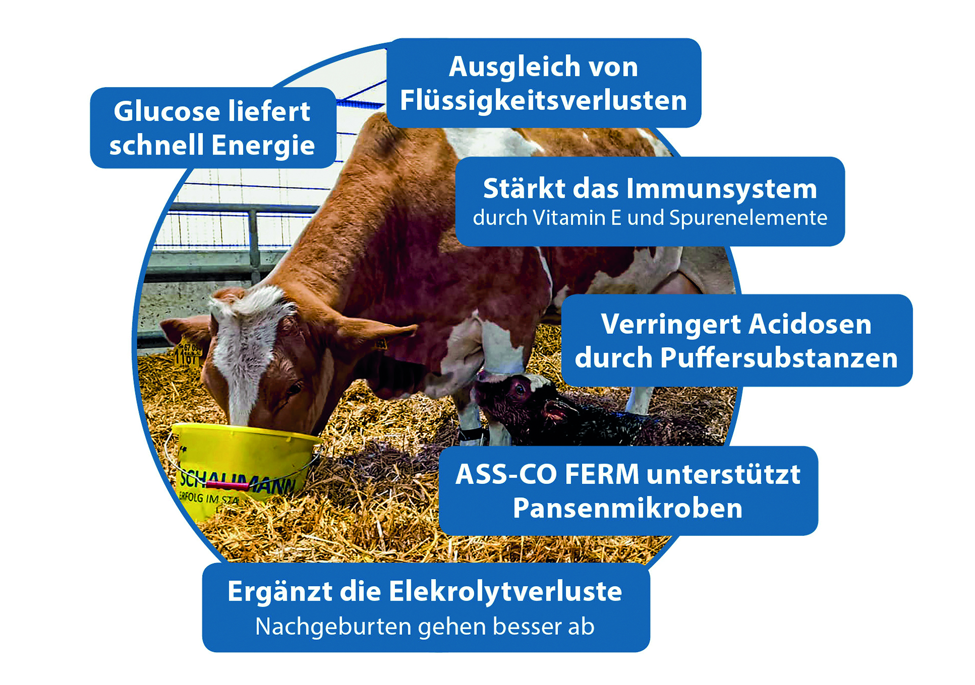 RINDAVITAL ENERGIETRUNK hỗ trợ trong quá trình sinh bê